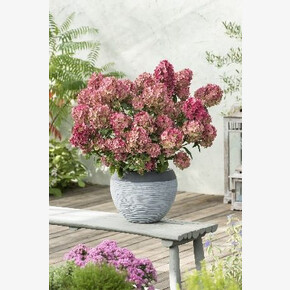 Гортензия Петит Стар P12