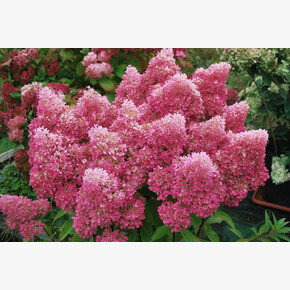 Гортензия Петит Флори P9