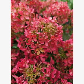 Гортензия Петит Черри P9 25-30