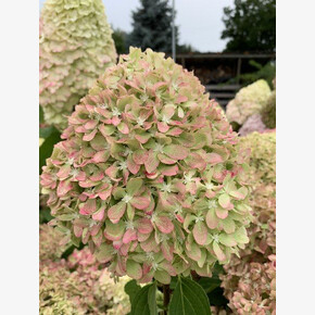 Гортензия Пиксио P9