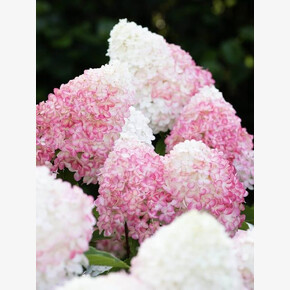 Гортензия Пинк энд Роуз , Living® (Европа) C2