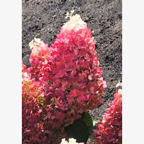 Гортензия Рэд Вельвет , Living® (Европа) P8