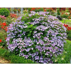 Гортензия Саржента P9