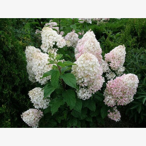 Гортензия Сильвер Доллар C1.5