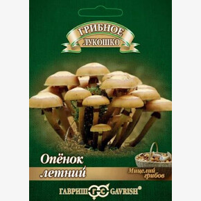 Грибы Опенок летний/ Гавриш