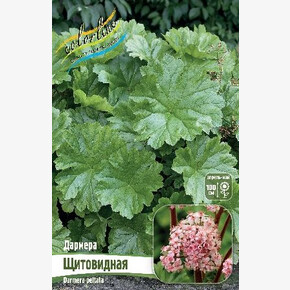 ДАРМЕРА ЩИТОВИДНАЯ