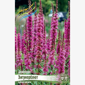 Дербенник иволистн Зигунерблют