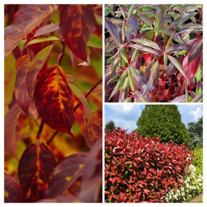 дерен белый РЕД ГНОМ кассета/черенок/шт