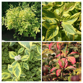 дерен белый ШПЕТТИ кассета/черенок/шт