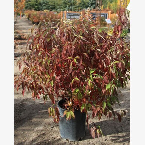 Дёрен Рэд Гном P9