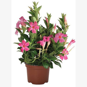 Дипладения ФЛОРДЕНИЯ ПИНК