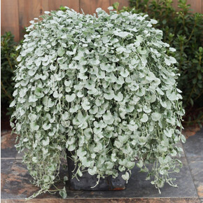 Дихондра Silver Falls СИЛЬВЕР ФОЛЛС