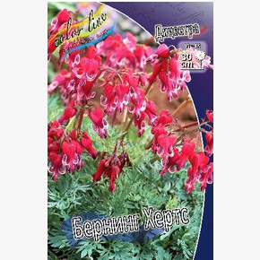 ДИЦЕНТРА БЕРНИНГ ХЕРТС