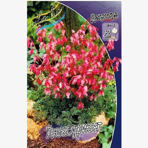 ДИЦЕНТРА ЛЮКСУРИАНТ