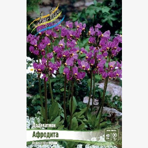 Додекатион Афродита (hybr.)