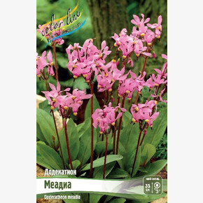 Додекатион Меадиа (meadia)