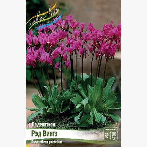 Додекатион Рэд Вингз (pulch.)