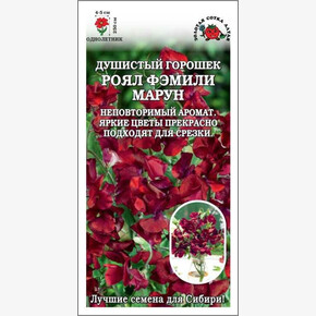 Душистый горошек Роял Фэмили Марун/ Сотка