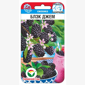 Ежевика Блэк Джем 10шт Сиб Сад