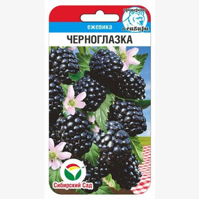 Ежевика Черноглазка 10шт Сиб Сад