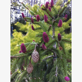 Ель Акрокона C1.5