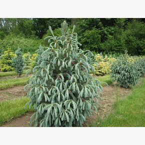 Ель Блю Магу C10 60-70cm