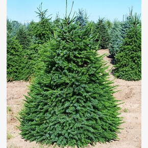 Ель видовая норма P9