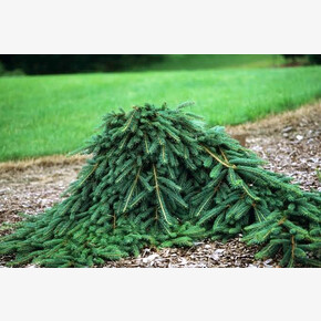 Ель Винглез Випер C10 70-80cm