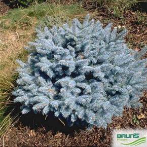 Ель Глаука Глобоза C5 stem 60cm