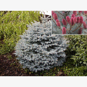 Ель Глаука Маджестик Блю P9