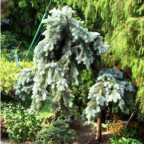 Ель Глаука Пендула C1.5