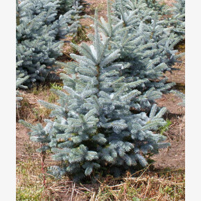 Ель Глаука Супер Блю Сидлинг C1.5