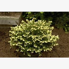 Ель Голден Старт C1.5