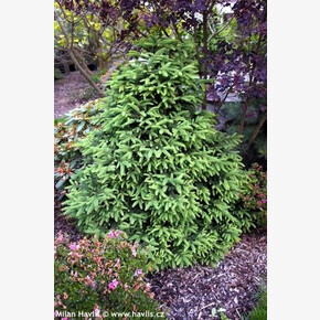 Ель Грациллис C1.5