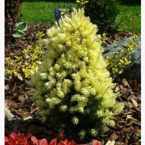 Ель Дейзи Уайт P9