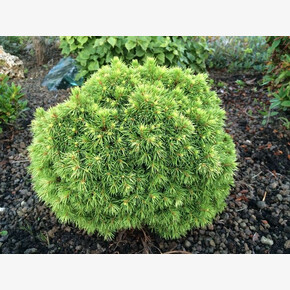 Ель Дендофарма Голд C3 15-20cm