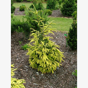 Ель Ерли Голд C1.5