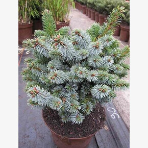 Ель Зильберцверг C3 штамб 60cm