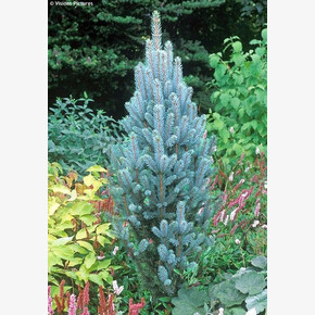 Ель Изели Фастигиата C1.5