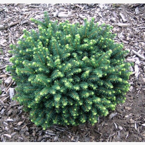 Ель Карел P14 (C1,5)