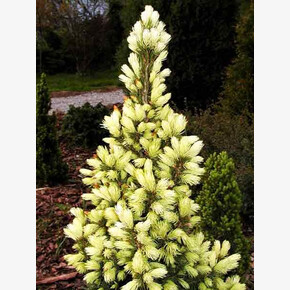 Ель Коника Майголд C1.5