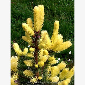 Ель Мейголд 25-30см с комом