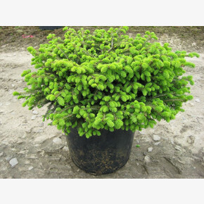 Ель Нидиформис C1.5