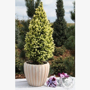 Ель Сан оф зе Скай P9