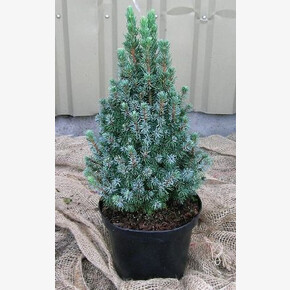 Ель Сандерз Блю P23 (C5) 60-70cm