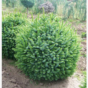 Ель сербская Нана C1.5