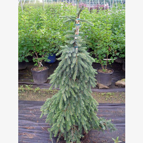 Ель сербская Пендула C1.5