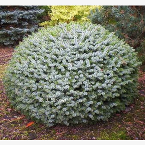 Ель ситхинская Тенас C1.5