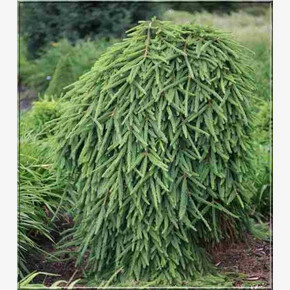 Ель Фробург 30-40см с комом