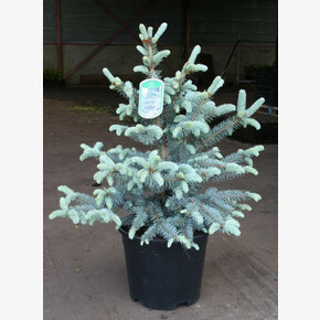 Ель Эрих Фрам C1.5